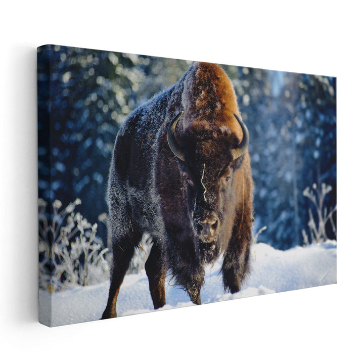 Aurochs, Bison in the Wild in Winter - Canvas Print Wall Art