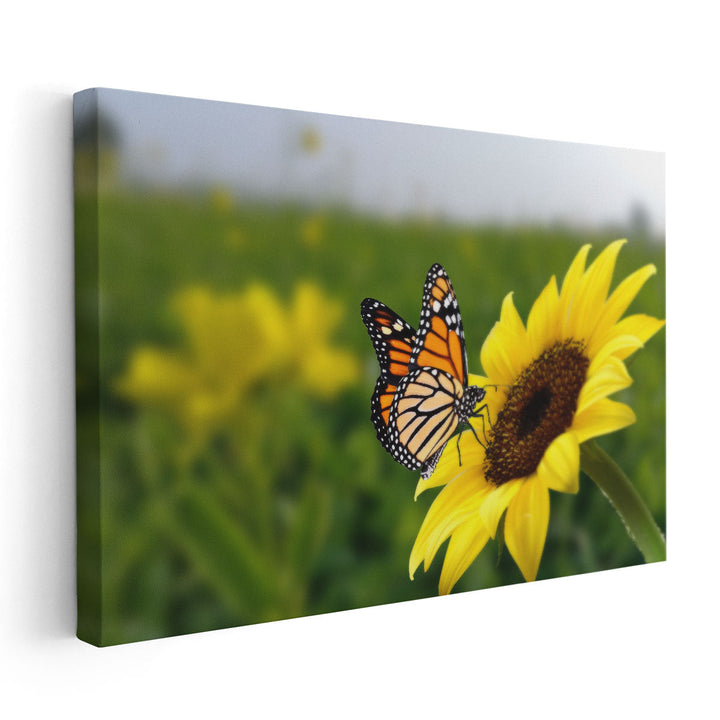 Butterfly on Sunflower - Canvas Print Wall Art