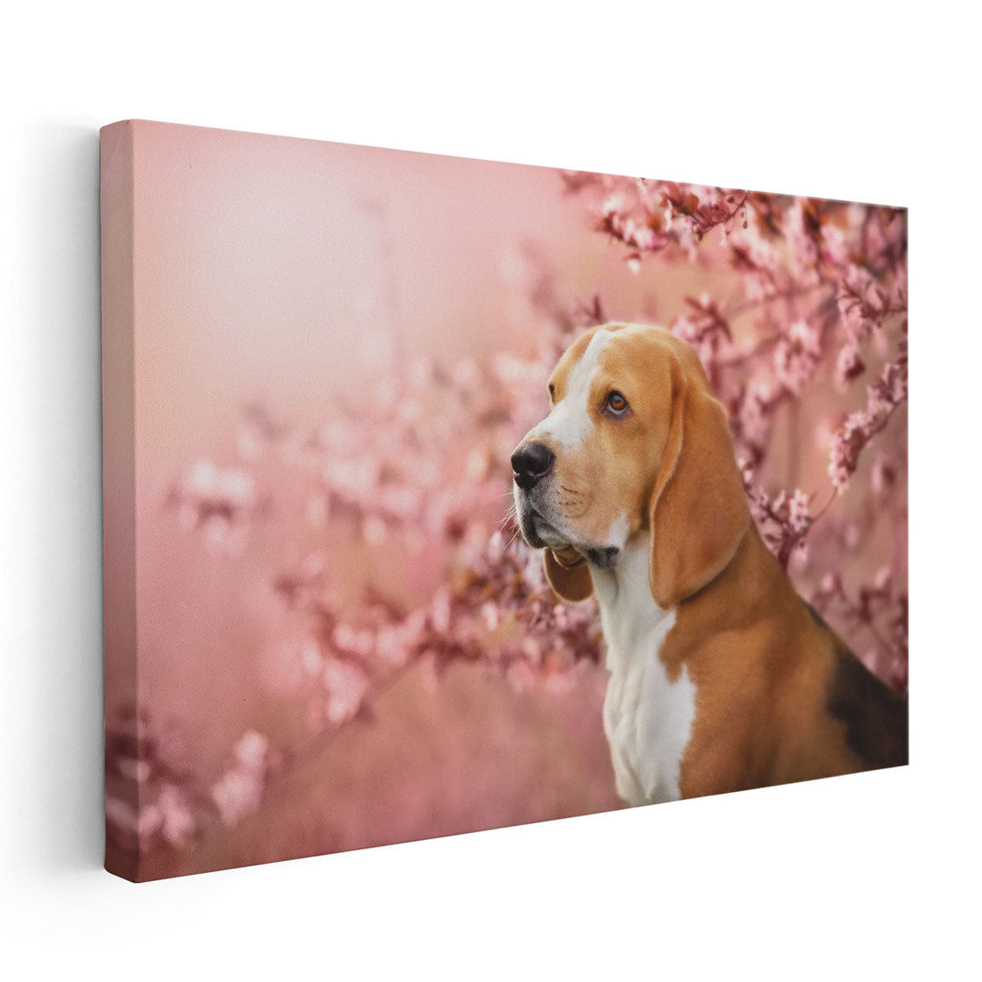 Beagle Dog Portrait in Spring Sakura Cherry Blossom Tree - Canvas Print Wall Art