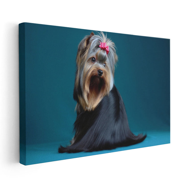 Long Haired Yorkshire Terrier on A Turquoise Background - Canvas Print Wall Art