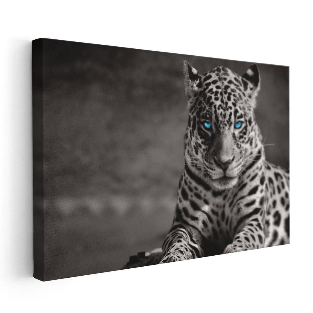 Black and White Jaguar With Blue Eyes - Canvas Print Wall Art