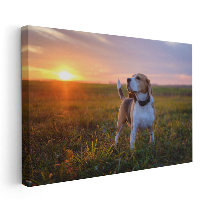 Beagle on a Walk During Sunset - Canvas Print Wall Art