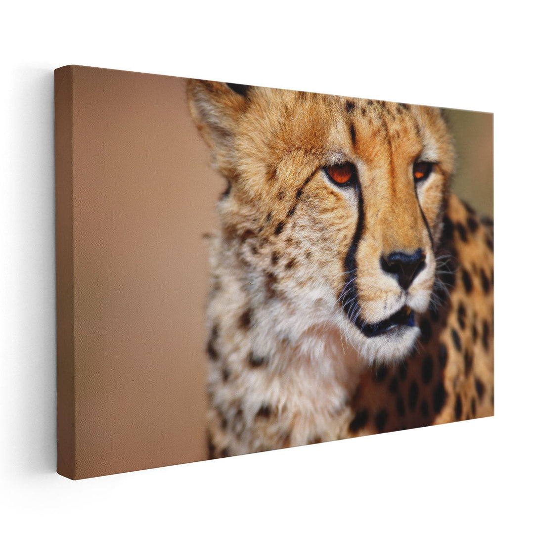 Cheetah Close-up in Kalahari Desert, South Africa - Canvas Print Wall Art