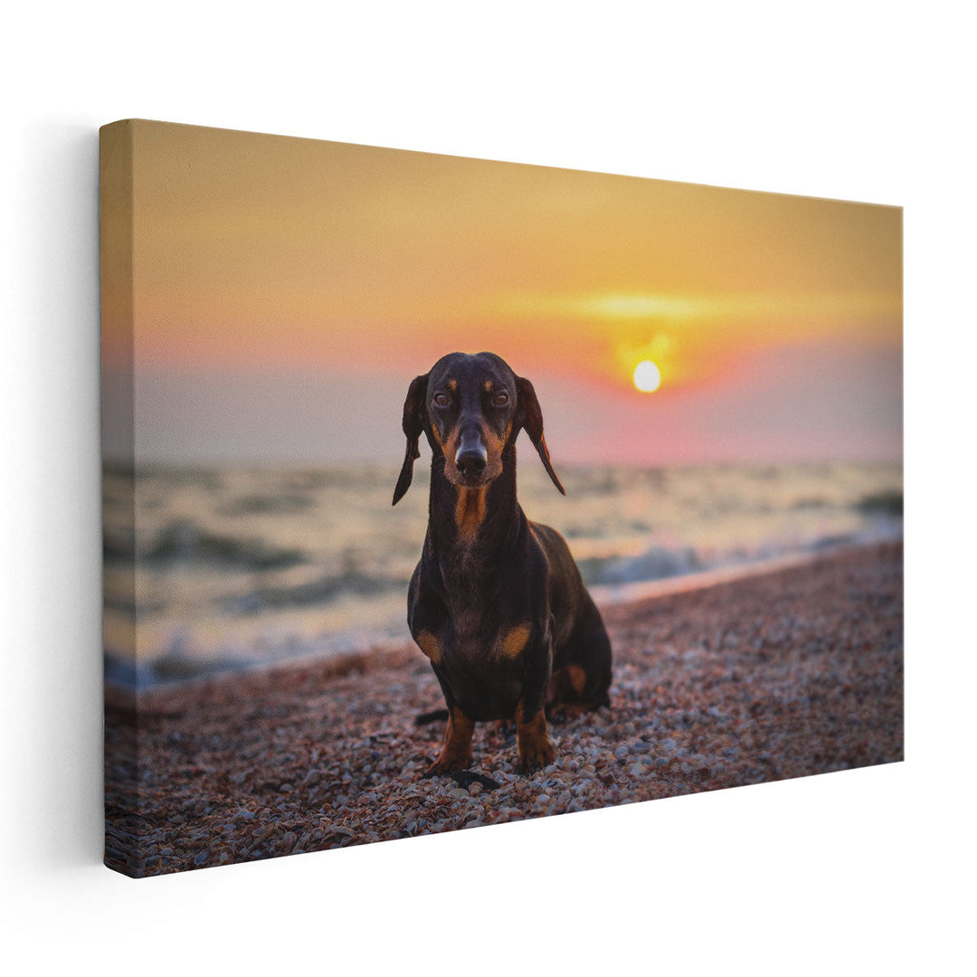 Dachshund on the Beach During Sunset - Canvas Print Wall Art