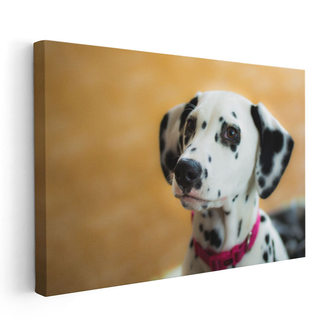 Dalmatian Aida Puppy's Closeup - Canvas Print Wall Art