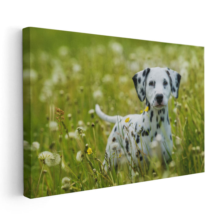 Dalmatian Puppy Standing in a Dandelion Meadow - Canvas Print Wall Art