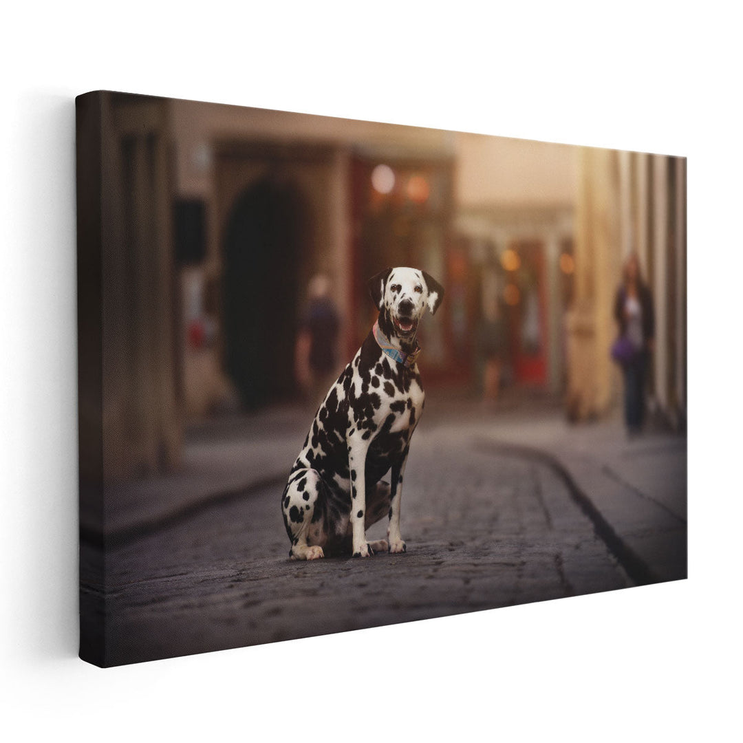 Dalmation Dog Sitting in a City - Canvas Print Wall Art