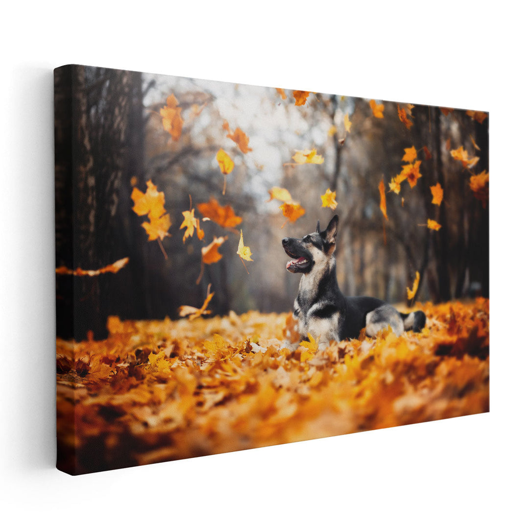 East European Shepherd, Falling Leaves in Autumn - Canvas Print Wall Art