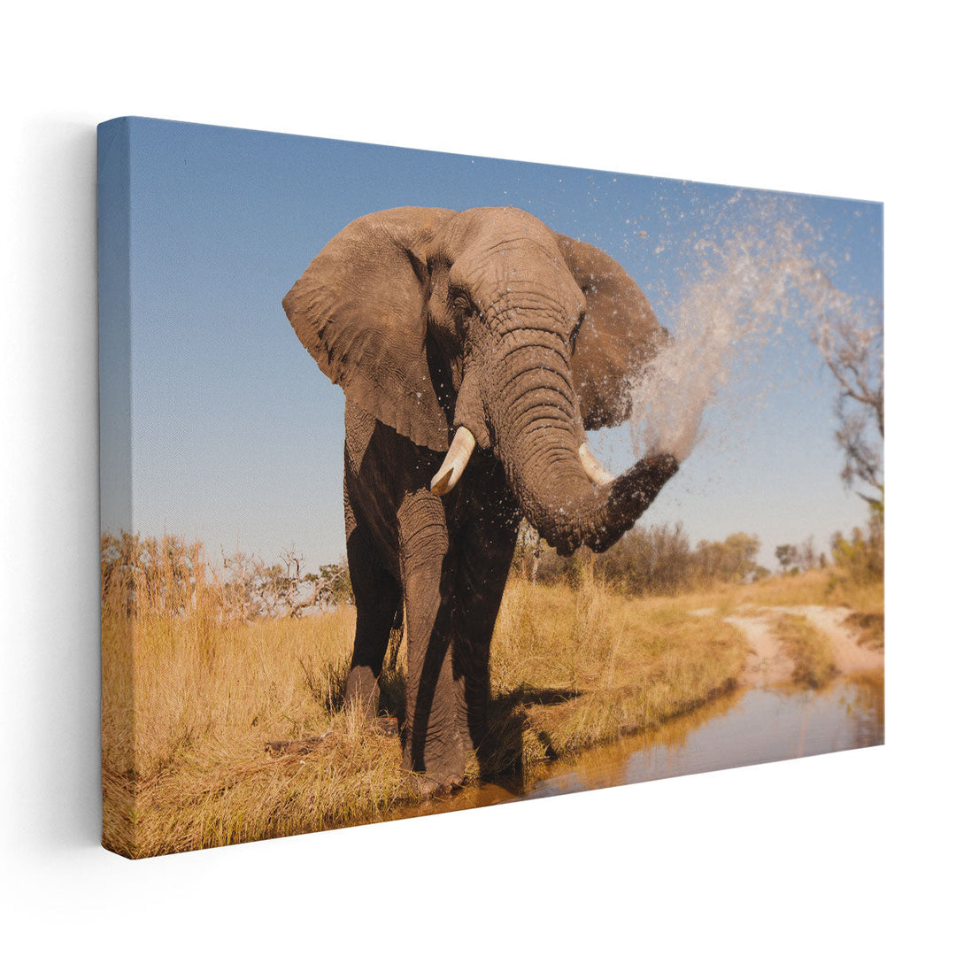 Elephant Spraying Water with his Trunk - Canvas Print Wall Art