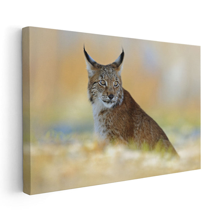 Eurasian Lynx, Wild Cat in Meadow With Rime - Canvas Print Wall Art