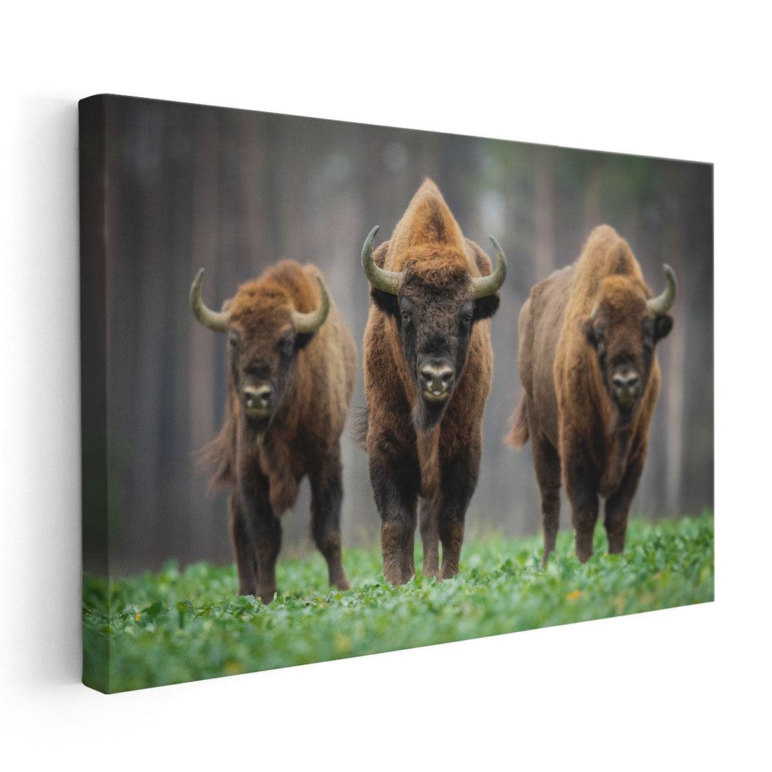 European Bisons in The Knyszyn Forest, Poland - Canvas Print Wall Art