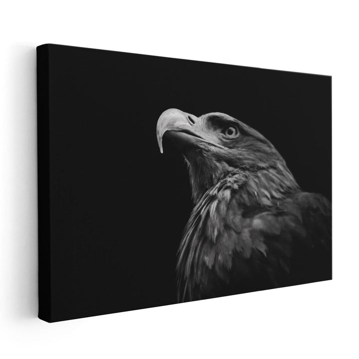 Golden Eagle or Aquila Chrysaetos Isolated on Black Background - Canvas Print Wall Art