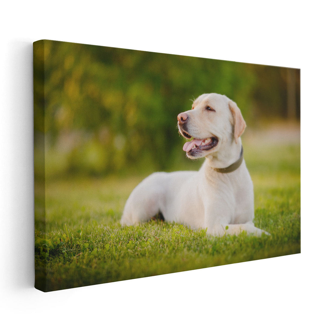 Happy Labrador Dog Sitting Outdoors - Canvas Print Wall Art