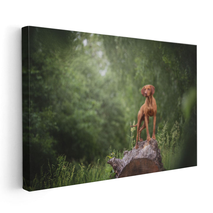 Hungarian Vizsla Standing on a Huge Wooden Stump - Canvas Print Wall Art