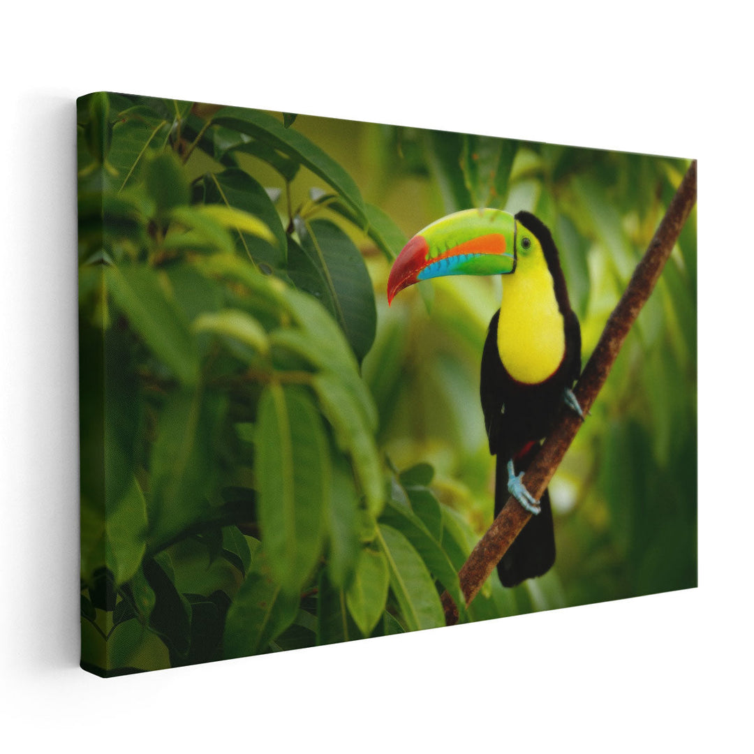 Keel-billed Toucan Bird Sitting on a Branch - Canvas Print Wall Art