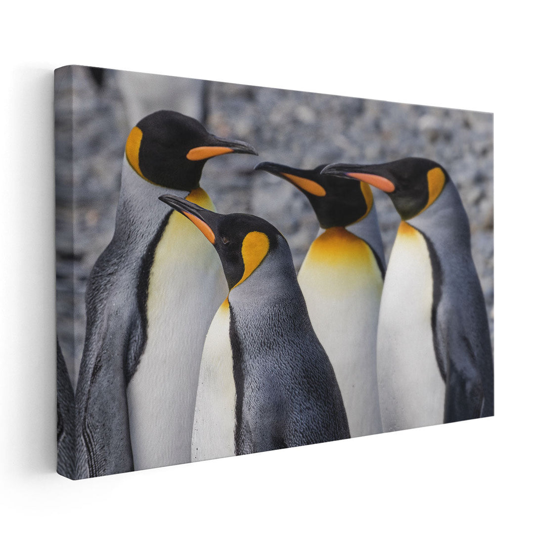 King Penguins at Fortuna Bay South Georgia - Canvas Print Wall Art