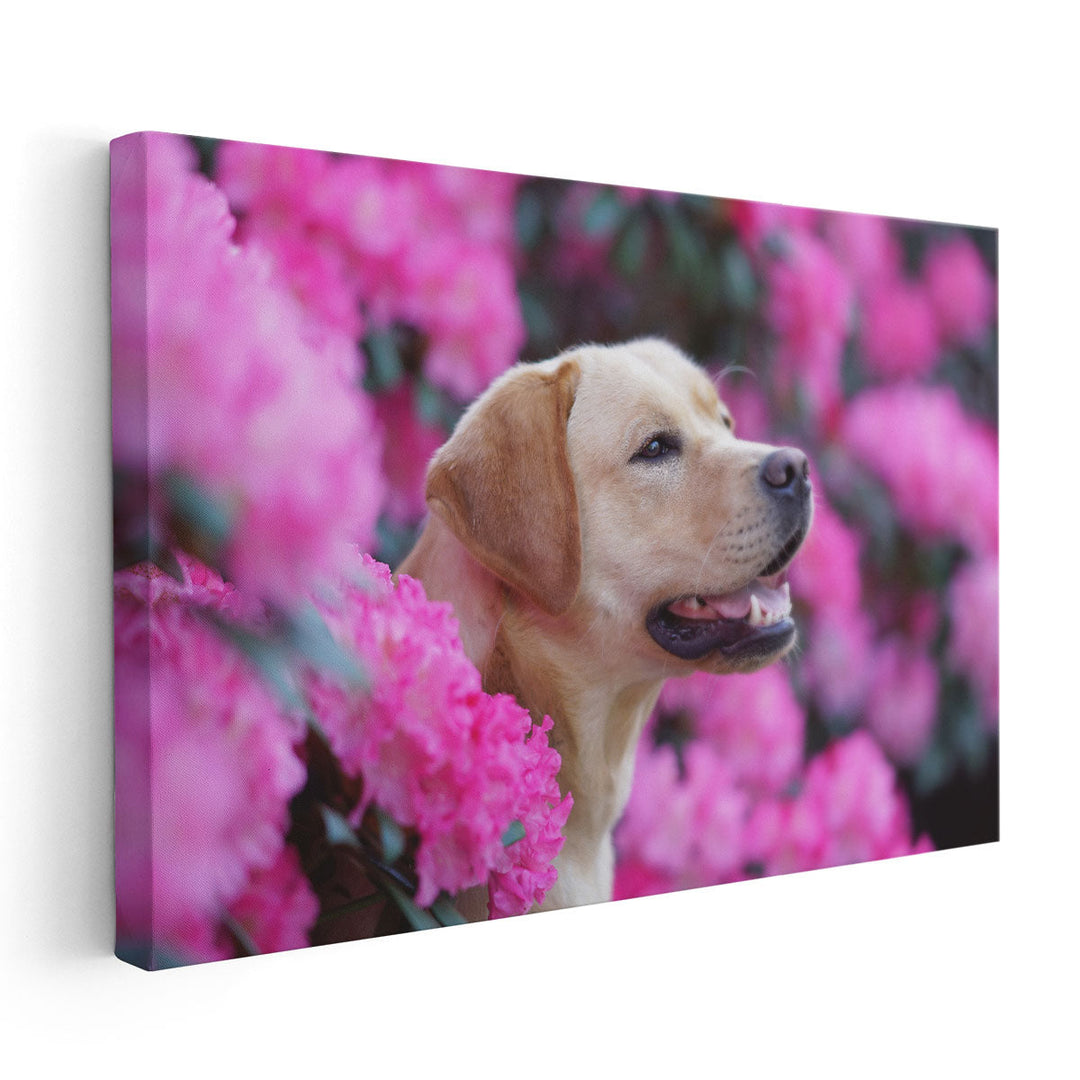 Labrador Retriever Dog in Blooming Rhododendron Bushes - Canvas Print Wall Art