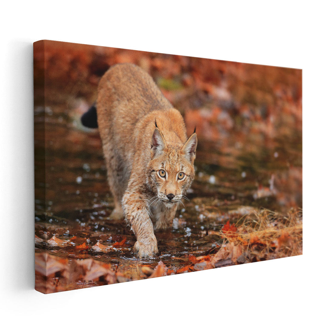 Lynx Wild Cat in Autumn - Canvas Print Wall Art