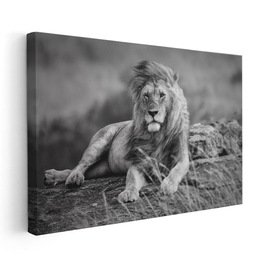 Mighty Lion in the African Savannah - Canvas Print Wall Art