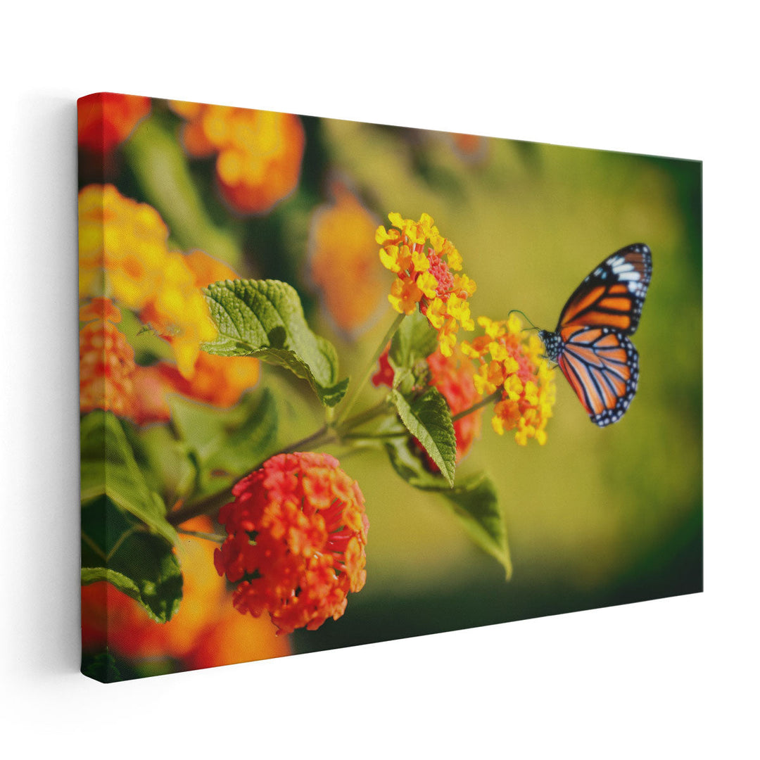 Monarch Butterfly on Lantana Flower - Canvas Print Wall Art