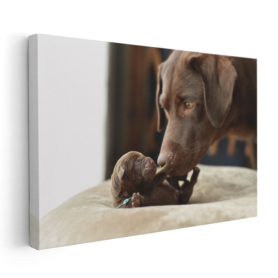 Newborn Labrador Retriever Baby and Mother - Canvas Print Wall Art