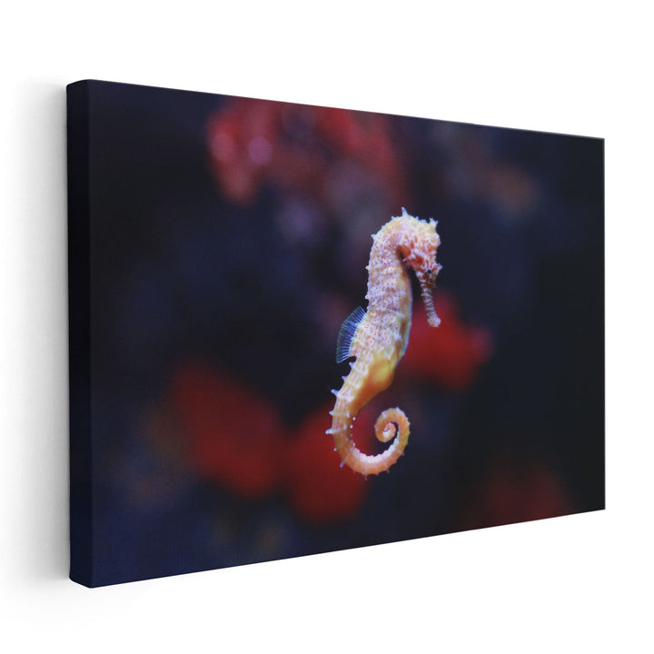 Seahorse or Hippocampus Swimming - Canvas Print Wall Art