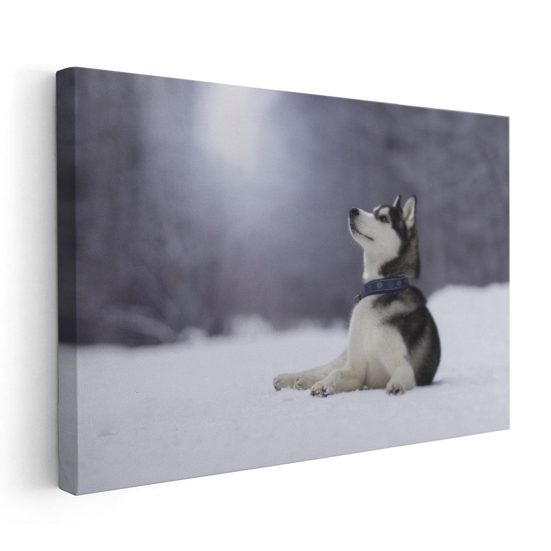 Siberian Husky Lying on The Snow - Canvas Print Wall Art