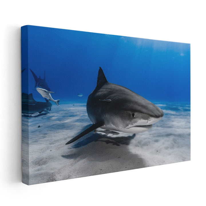 Tiger Shark or Galeocerdo Cuvier Ready to Attack - Canvas Print Wall Art