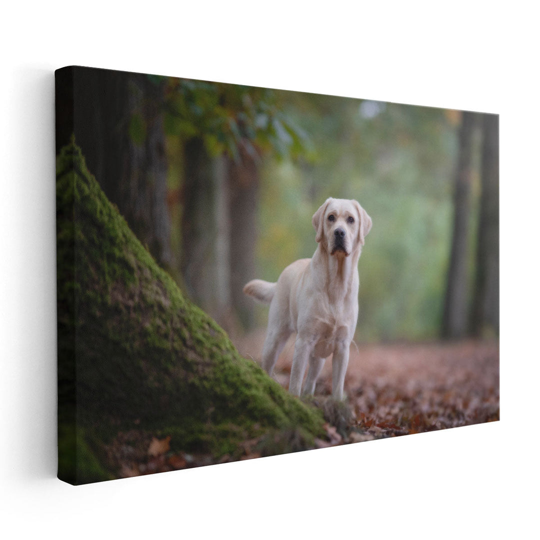 Yellow Labrador Retriever Standing in a Forest - Canvas Print Wall Art