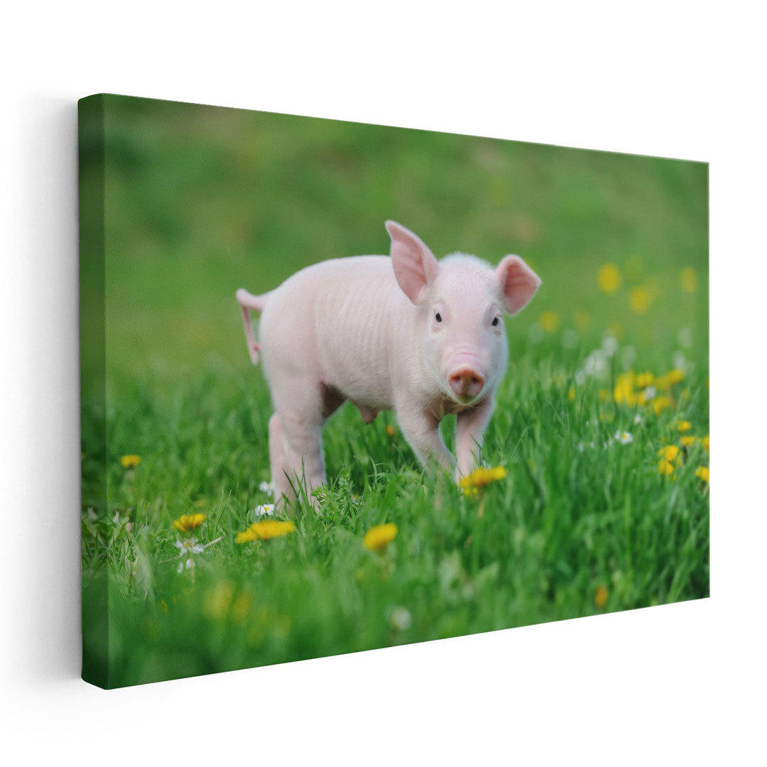 Young Pig on a Spring Green Grass - Canvas Print Wall Art