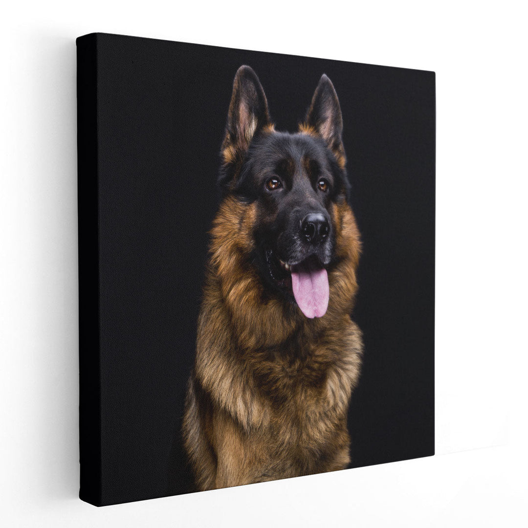 German Shepherd's Close-up With a Black Background - Canvas Print Wall Art