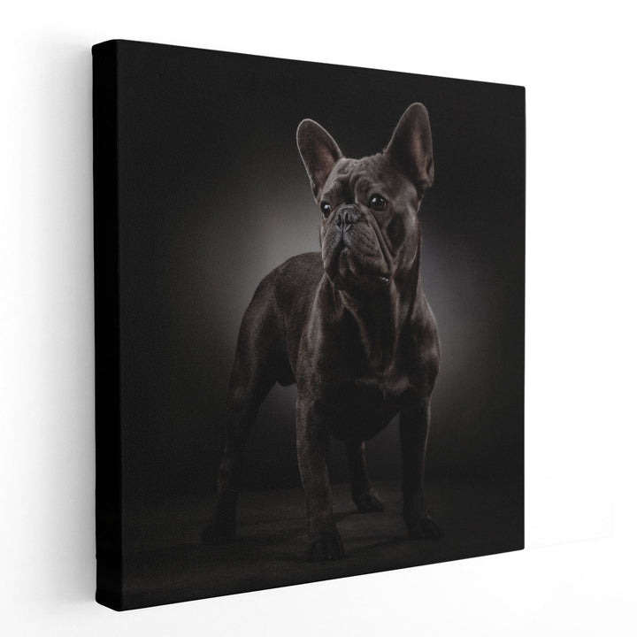 Portrait of a French Bulldog - Canvas Print Wall Art