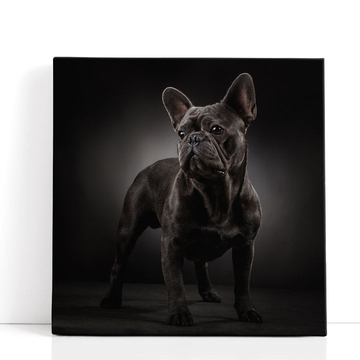 Portrait of a French Bulldog - Canvas Print Wall Art