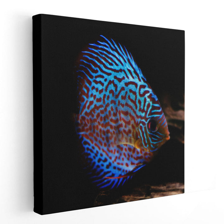 Symphysodon Discus Fish With Black Background - Canvas Print Wall Art