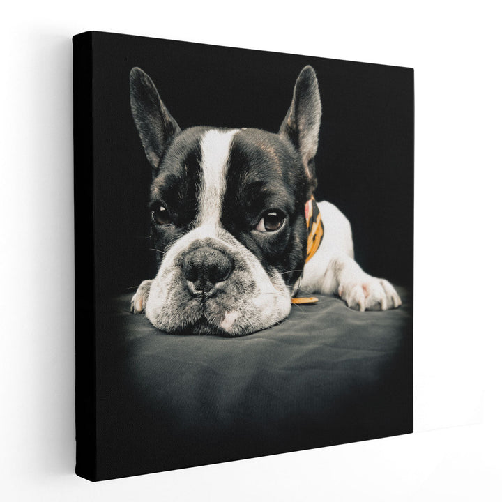 Close Up Of a French Bulldog - Canvas Print Wall Art