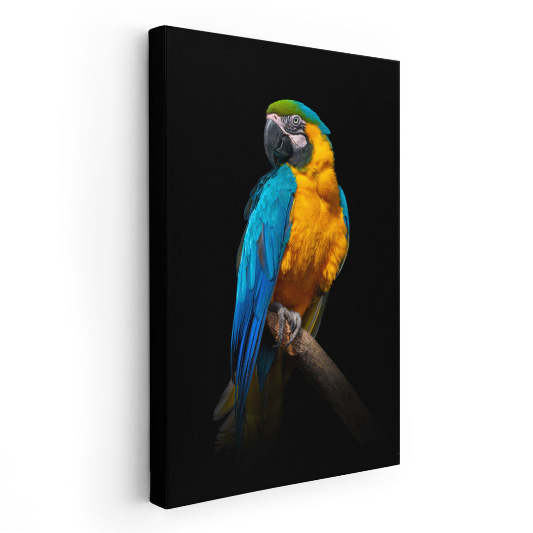 Parrot Close-up On a Black Background - Canvas Print Wall Art