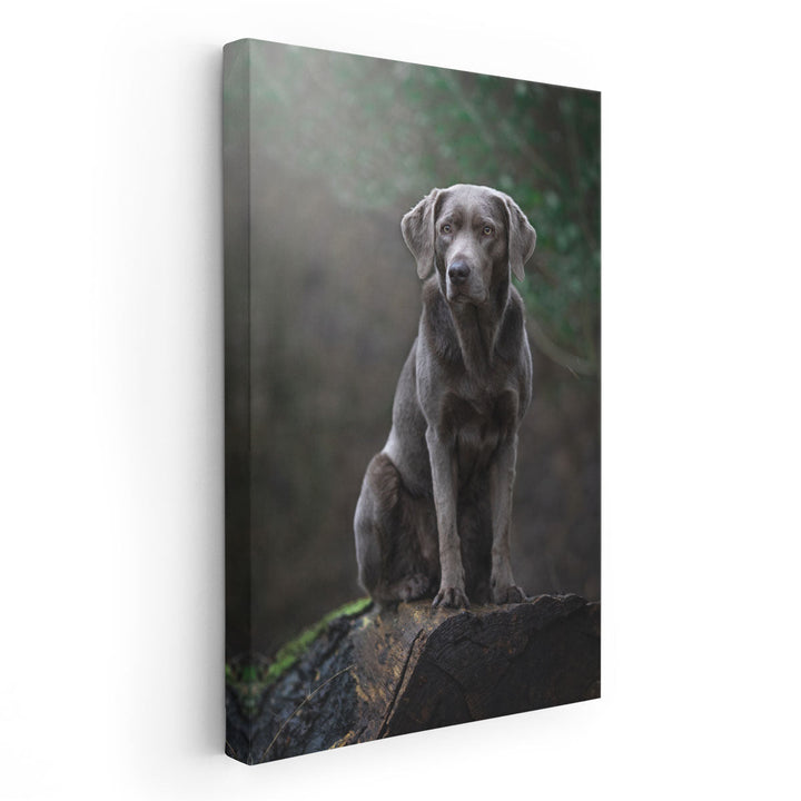 Silver Labrador Retriver Sitting on a Log - Canvas Print Wall Art