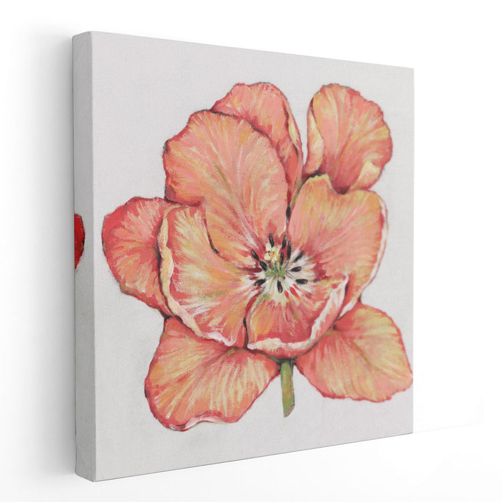 Spring Tulip Bloom I - Canvas Print Wall Art