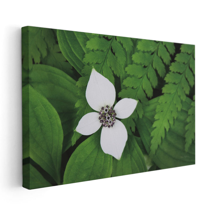 Bunchberry and Ferns I - Canvas Print Wall Art