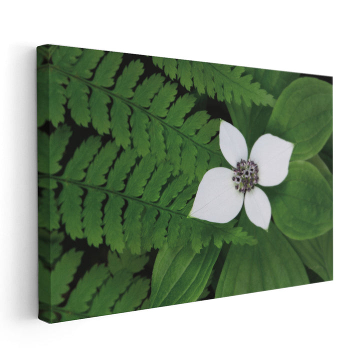 Bunchberry and Ferns II - Canvas Print Wall Art