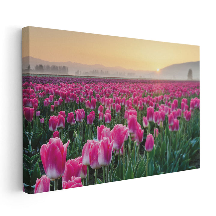 Skagit Valley Tulips I - Canvas Print Wall Art