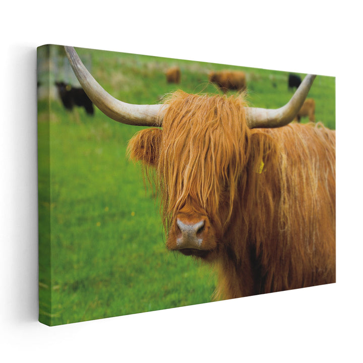 Scottish Highland Cattle I - Canvas Print Wall Art