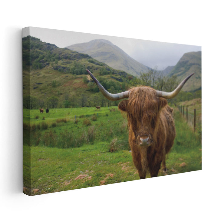 Scottish Highland Cattle III - Canvas Print Wall Art