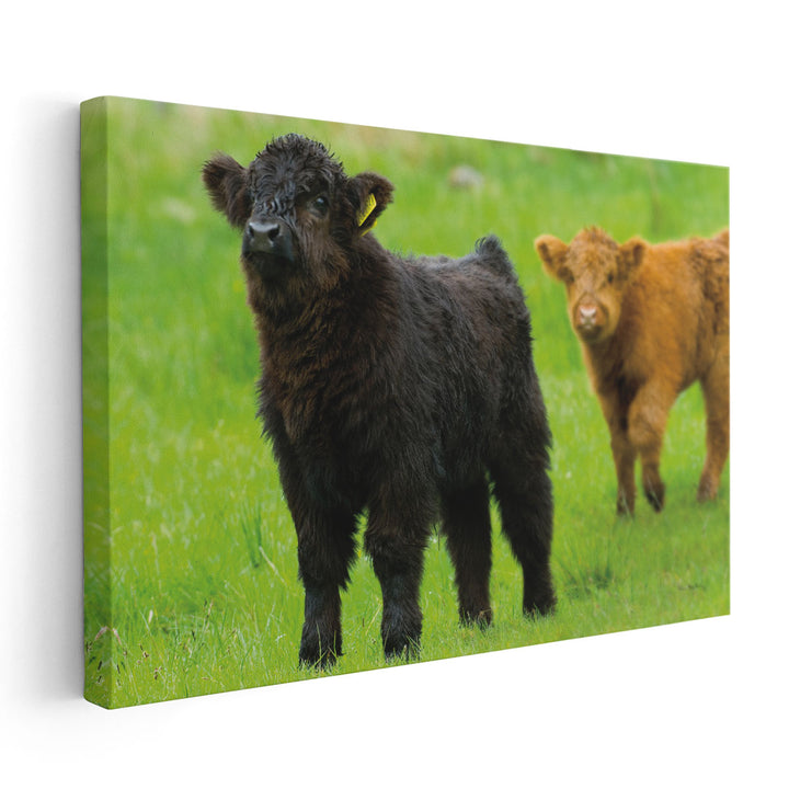 Scottish Highland Cattle VIII - Canvas Print Wall Art