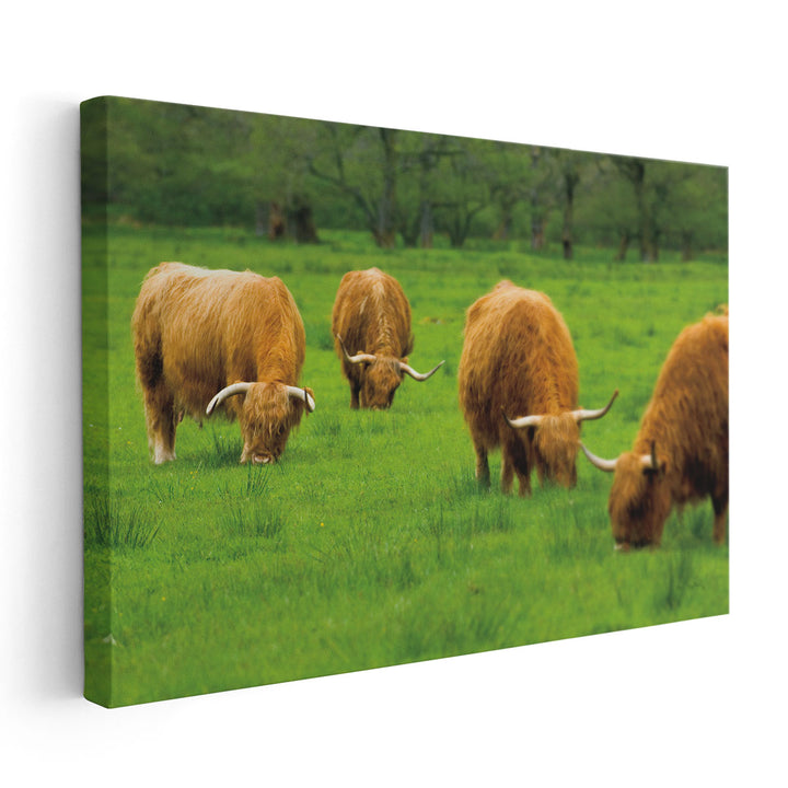 Scottish Highland Cattle IX - Canvas Print Wall Art