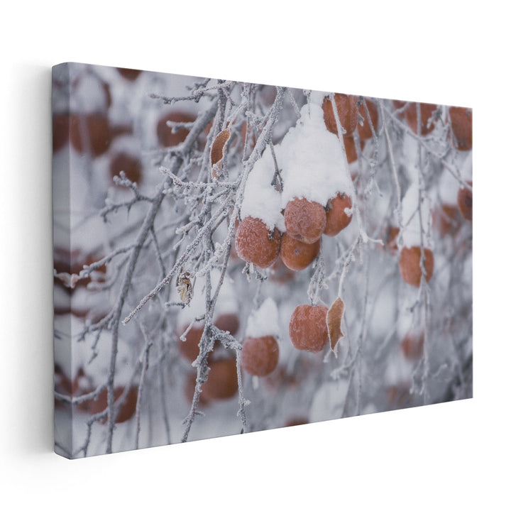 Orchard in Winter - Canvas Print Wall Art