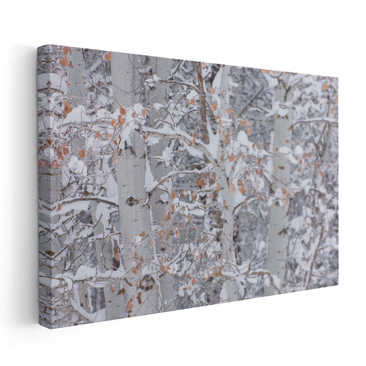 Winter Aspens Closeup - Canvas Print Wall Art