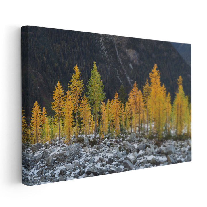 Alpine Larches North Cascades - Canvas Print Wall Art