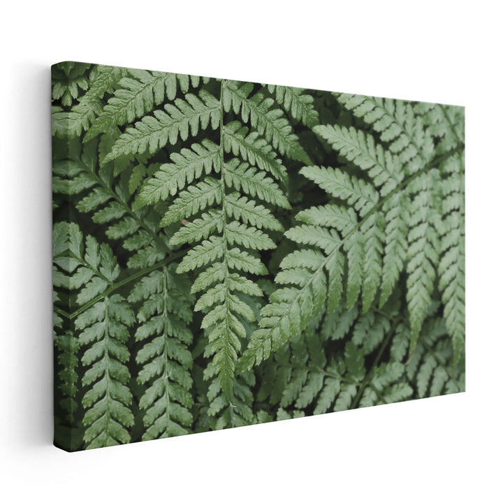 Lady Ferns II - Canvas Print Wall Art