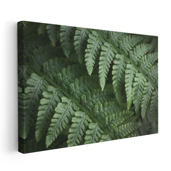 Lady Ferns III - Canvas Print Wall Art